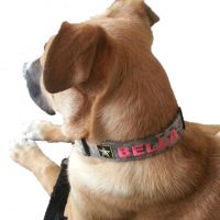 Dog Collars/Leashes